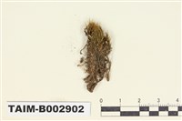 藏品(曲尾苔科)的圖片